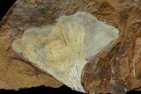 Fossil Ginkgo Leaf From North Dakota - Paleocene #174170-1